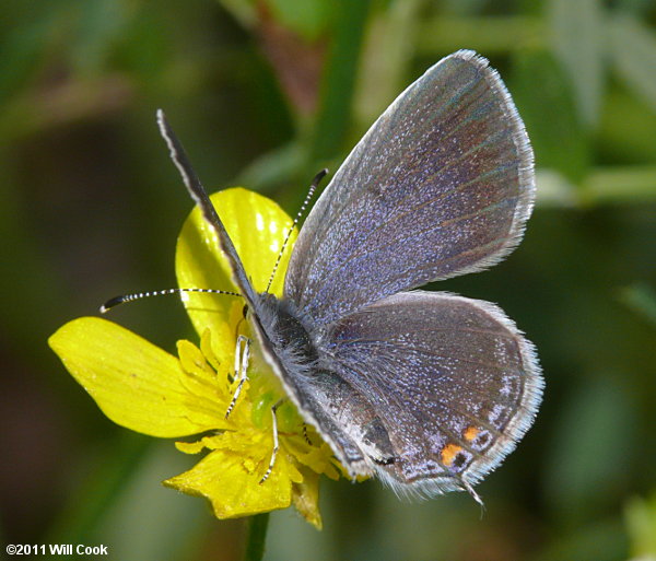 Eastern Tailed-Blue (Everes comyntas)