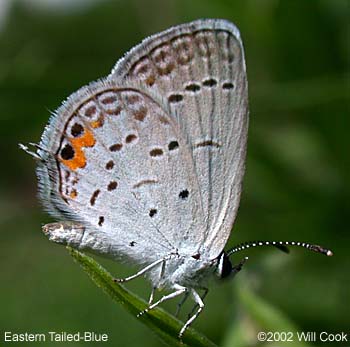 Eastern Tailed-Blue (Everes comyntas)