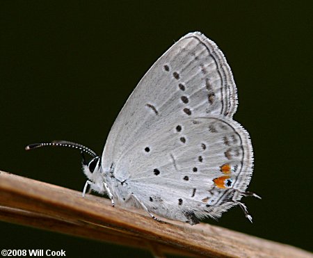 Eastern Tailed-Blue (Cupido comyntas)