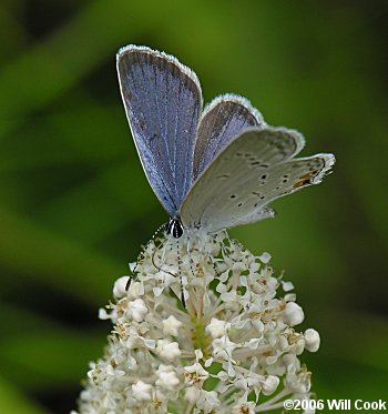 Eastern Tailed-Blue (Everes comyntas) male