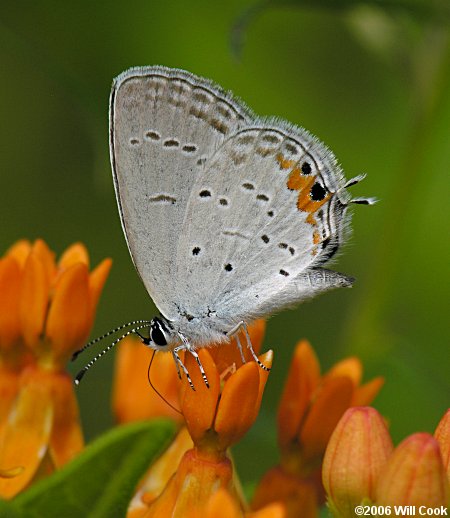 Eastern Tailed-Blue (Everes comyntas)