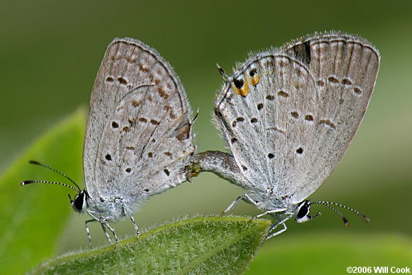 Eastern Tailed-Blue (Everes comyntas)