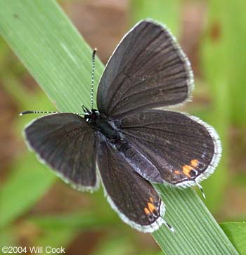 Eastern Tailed-Blue (Everes comyntas) female