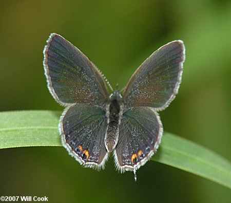 Eastern Tailed-Blue (Everes comyntas) female