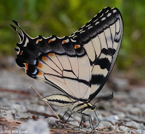Eastern Tiger Swallowtail (Papilio glaucus)