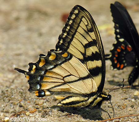 Eastern Tiger Swallowtail (Papilio glaucus)