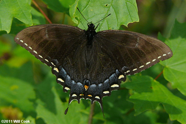 Eastern Tiger Swallowtail (Papilio glaucus) dark form female