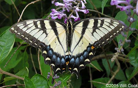 Eastern Tiger Swallowtail (Papilio glaucus)