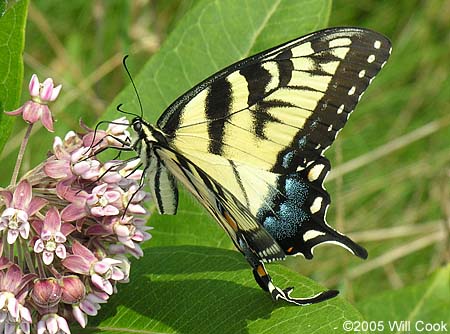 Eastern Tiger Swallowtail (Papilio glaucus)