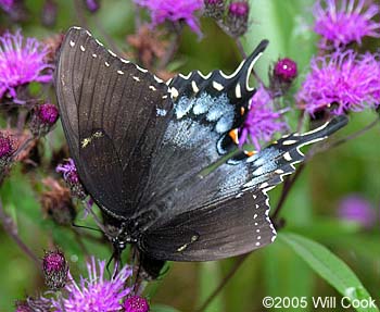 Eastern Tiger Swallowtail (Papilio glaucus)