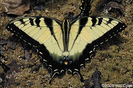 Eastern Tiger Swallowtail (Papilio glaucus)