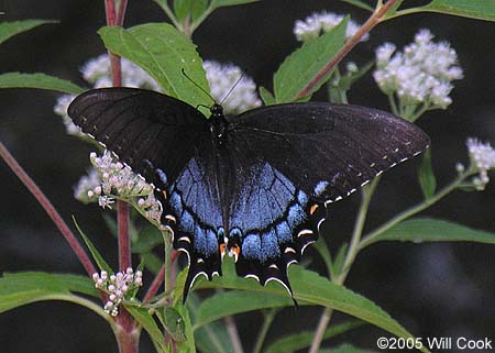 Eastern Tiger Swallowtail (Papilio glaucus)