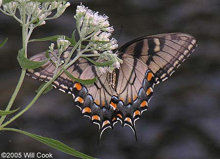 Eastern Tiger Swallowtail (Papilio glaucus)