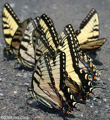 Eastern Tiger Swallowtail (Papilio glaucus)