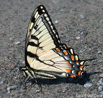 Eastern Tiger Swallowtail (Papilio glaucus)