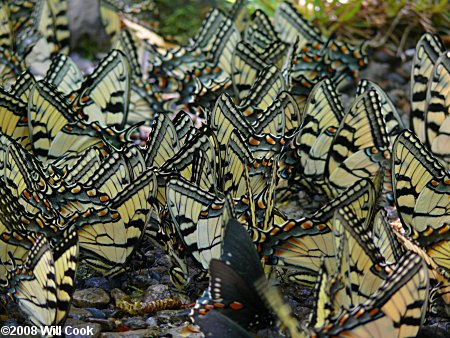 Eastern Tiger Swallowtail (Papilio glaucus)