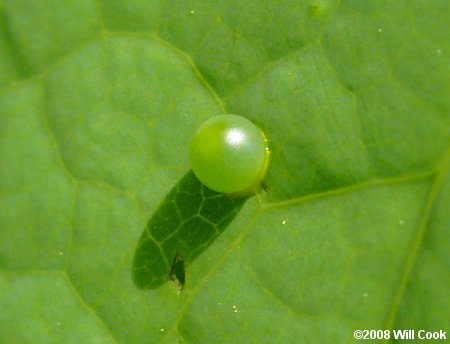 Eastern Tiger Swallowtail (Papilio glaucus) egg