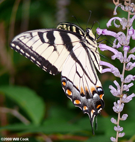 Eastern Tiger Swallowtail (Papilio glaucus)