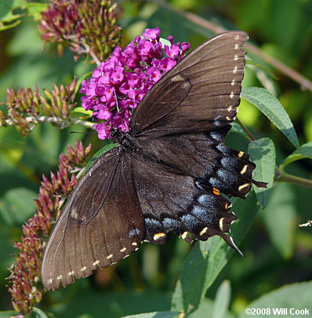 Eastern Tiger Swallowtail (Papilio glaucus)