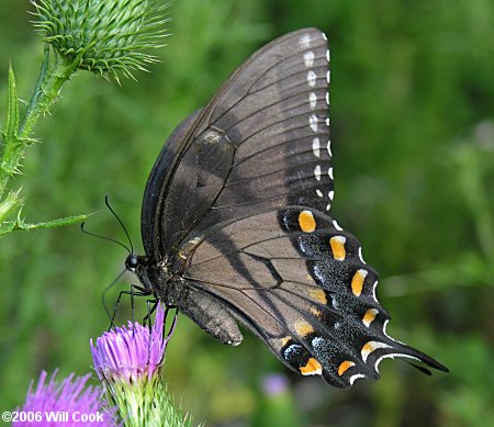 Eastern Tiger Swallowtail (Papilio glaucus)