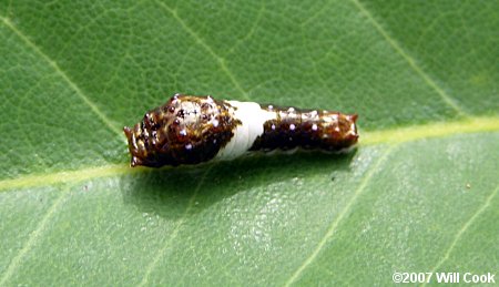 Eastern Tiger Swallowtail (Papilio glaucus) caterpillar