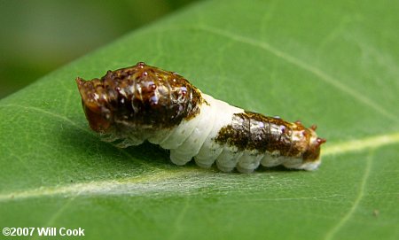 Eastern Tiger Swallowtail (Papilio glaucus) caterpillar