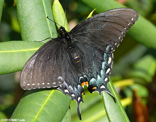 Eastern Tiger Swallowtail (Papilio glaucus)