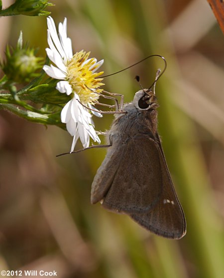 Eufala Skipper (Lerodea eufala)