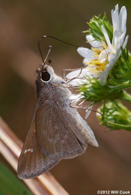 Eufala Skipper (Lerodea eufala)