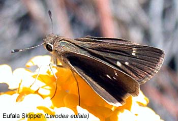 Eufala Skipper (Lerodea eufala)