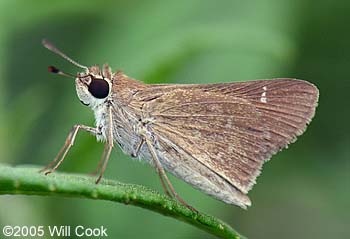 Eufala Skipper (Lerodea eufala)