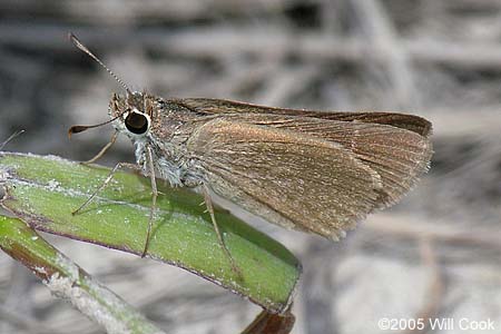 Eufala Skipper (Lerodea eufala)