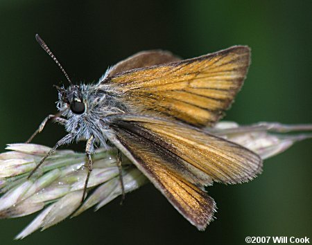 European/Essex Skipper (Thymelicus lineola)