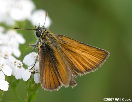 European/Essex Skipper (Thymelicus lineola)