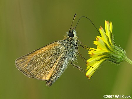 European/Essex Skipper (Thymelicus lineola)