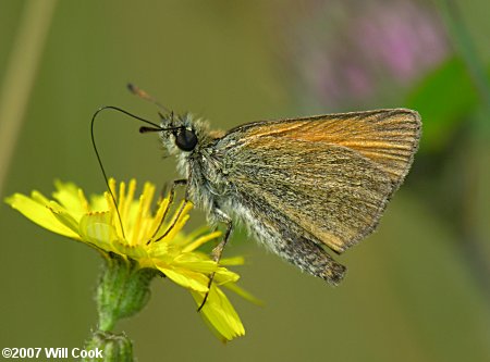 European/Essex Skipper (Thymelicus lineola)