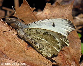 Falcate Orangetip (Anthocharis midea)