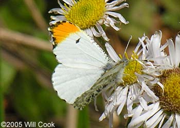 Falcate Orangetip (Anthocharis midea)