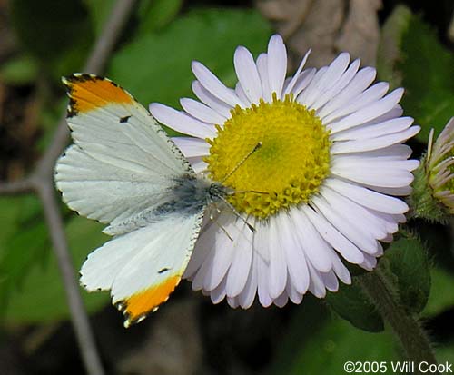 Falcate Orangetip (Anthocharis midea)