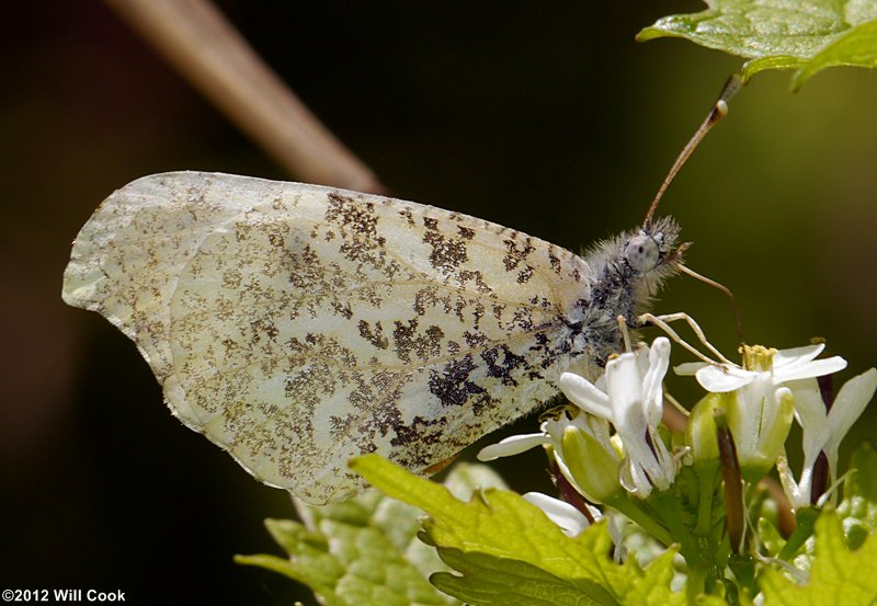 Falcate Orangetip (Anthocharis midea)