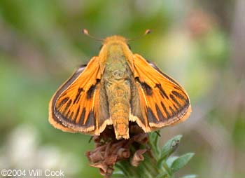 Fiery Skipper (Hylephila phyleus)