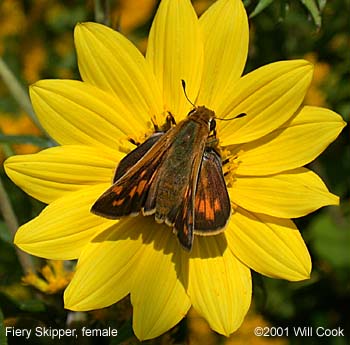 Fiery Skipper (Hylephila phyleus)