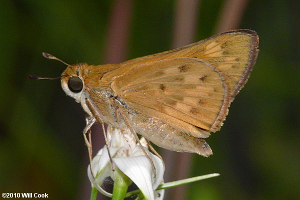 Fiery Skipper (Hylephila phyleus)