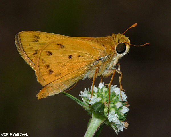 Fiery Skipper (Hylephila phyleus)