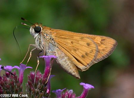 Fiery Skipper (Hylephila phyleus)