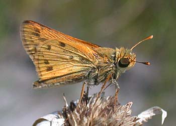 Fiery Skipper (Hylephila phyleus)