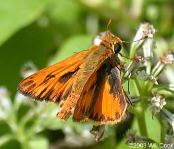 Fiery Skipper (Hylephila phyleus)