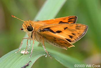 Fiery Skipper (Hylephila phyleus)