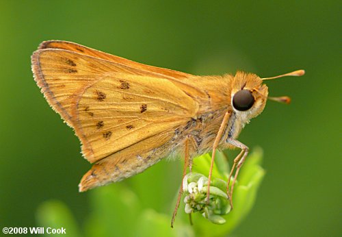 Fiery Skipper (Hylephila phyleus)