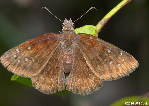 Florida Duskywing (Ephyriades brunnea)